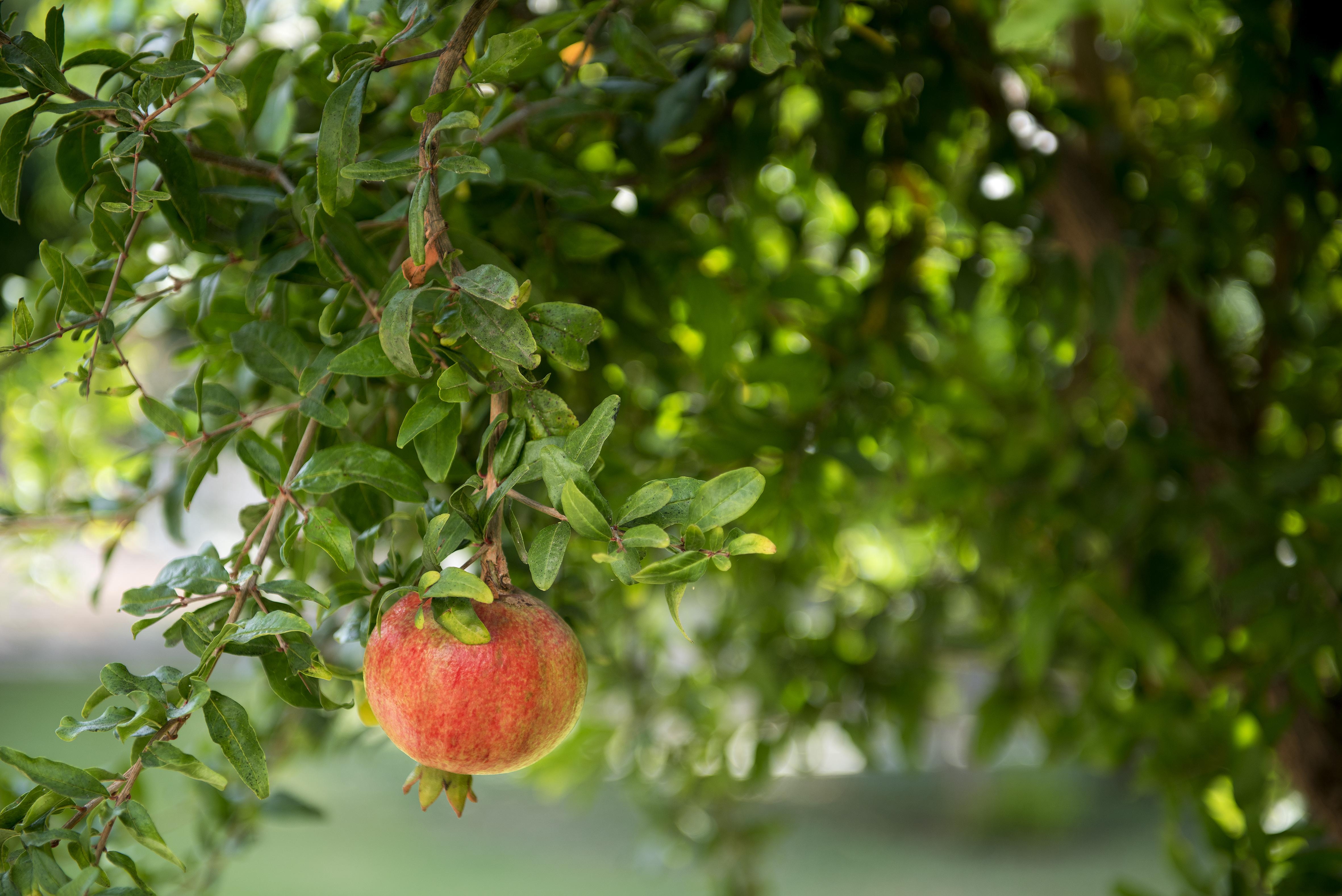 Sentido Kamelya Fulya Hotel & Aqua 코라클리 외부 사진 Pomegranate tree