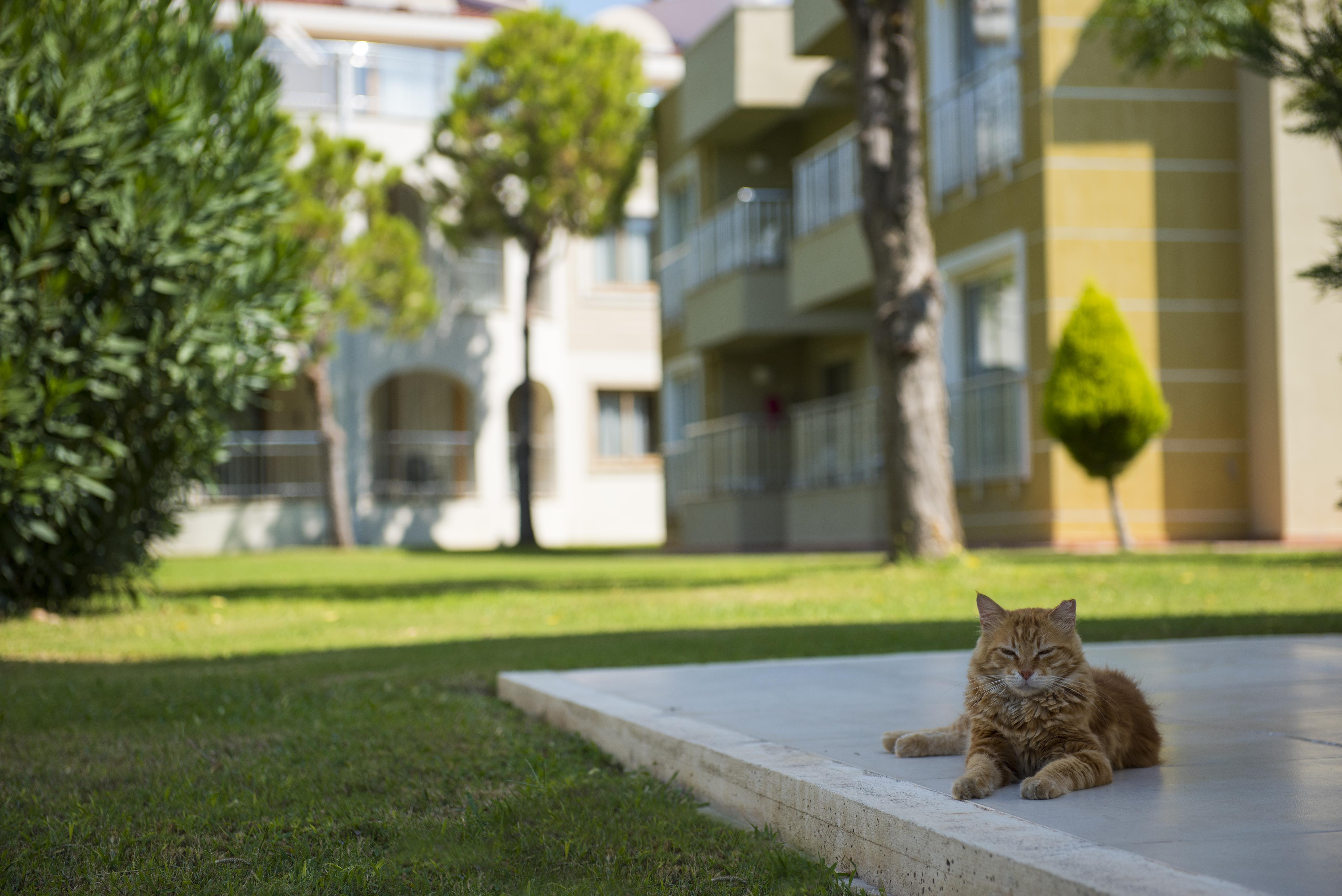 Sentido Kamelya Fulya Hotel & Aqua 코라클리 외부 사진 A cat in the campus